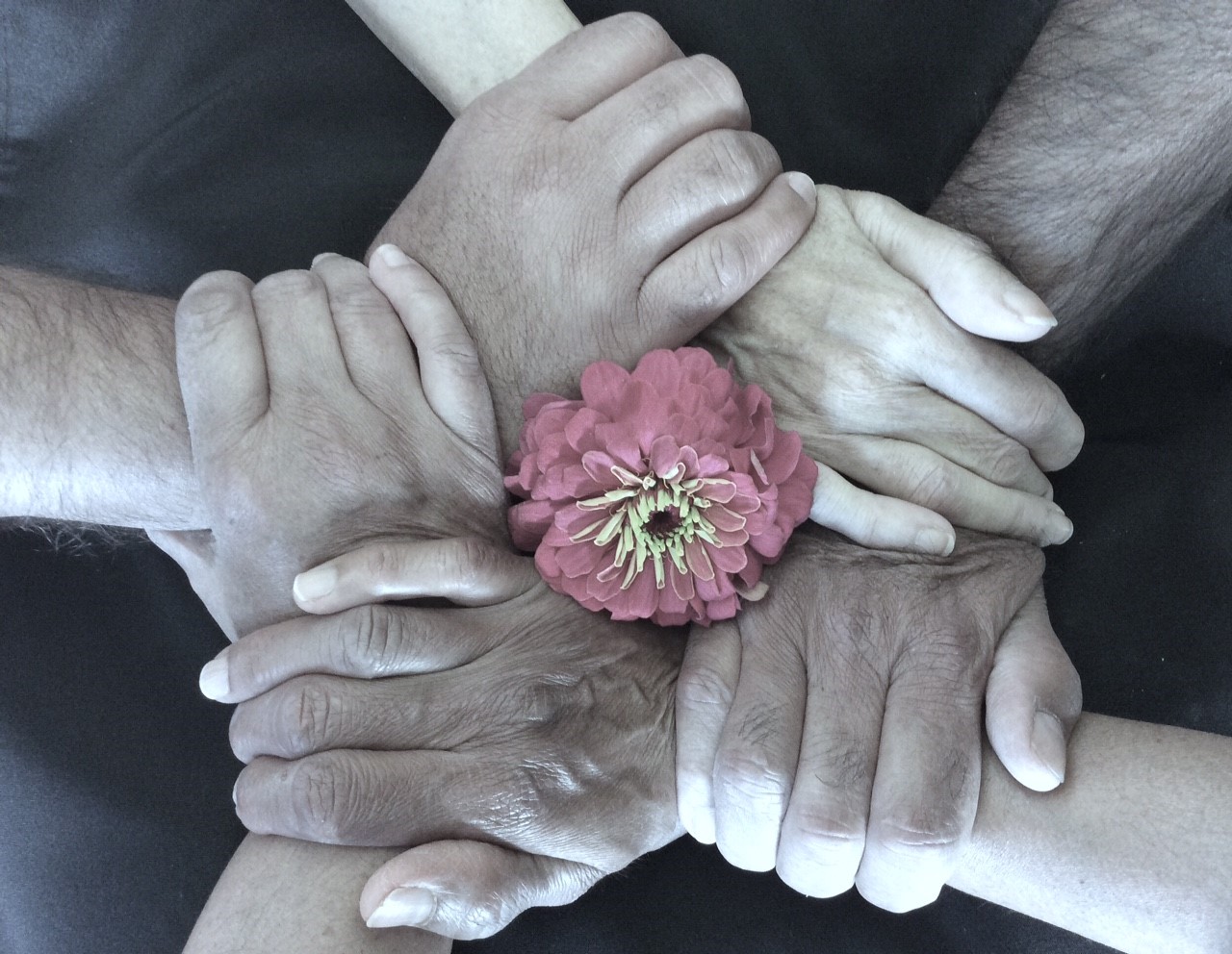 Multiple hands joined together in a circle around a pink flower, symbolizing support, compassion, and community.